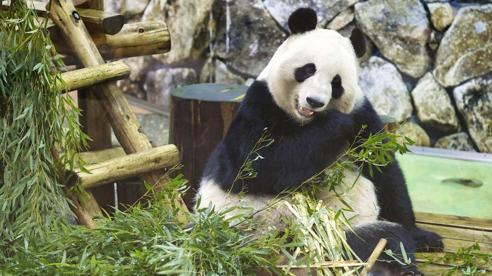 Von Shirahama begibt sich Touhin am Mittwoch auf die Reise nach China.