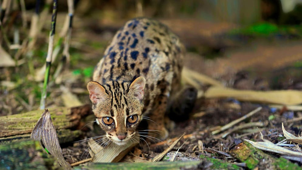 Bengal- und Savannah-Katze. Ein Schönheitsmerkmal der Bengalkatze ist ihr gestochen scharfes Leopardenfell.