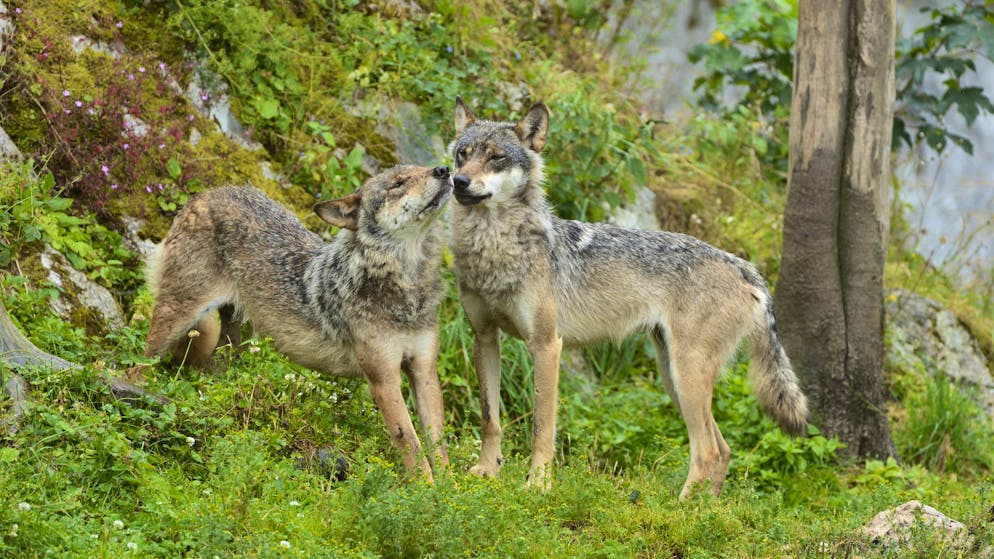 Wenn es nach der Mehrheit des Bündner Parlaments geht, geht’s dem Beverin-Rudel an den Kragen: Es soll eliminiert werden.