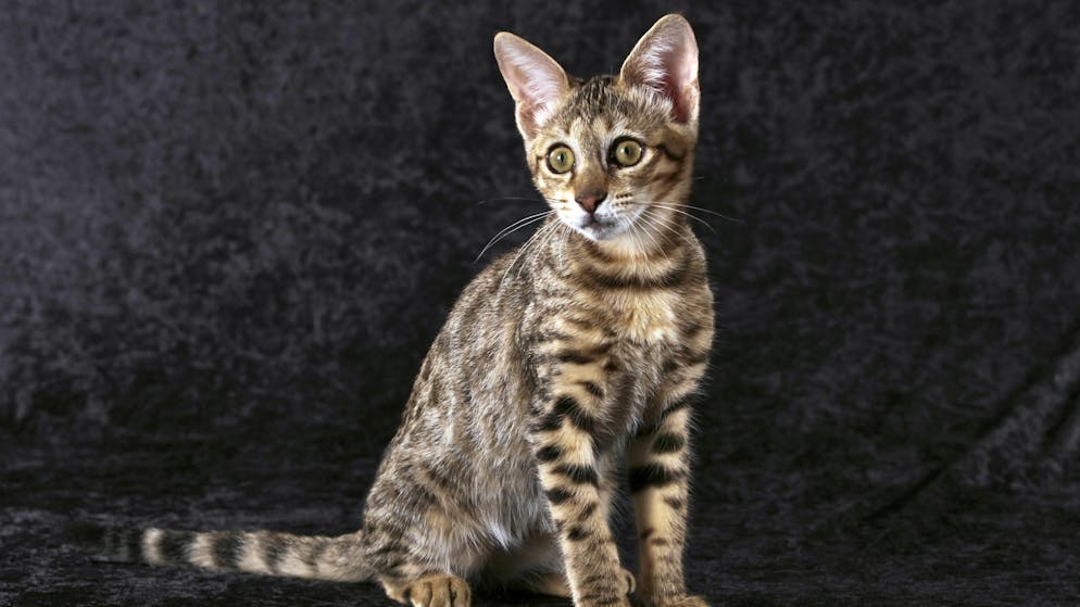 Bengal- und Savannah-Katze. Die Savannah-Katze ist ebenfalls eine Kreuzung aus Haus-und Wildtier und in der Schweiz ebenfalls beliebt.