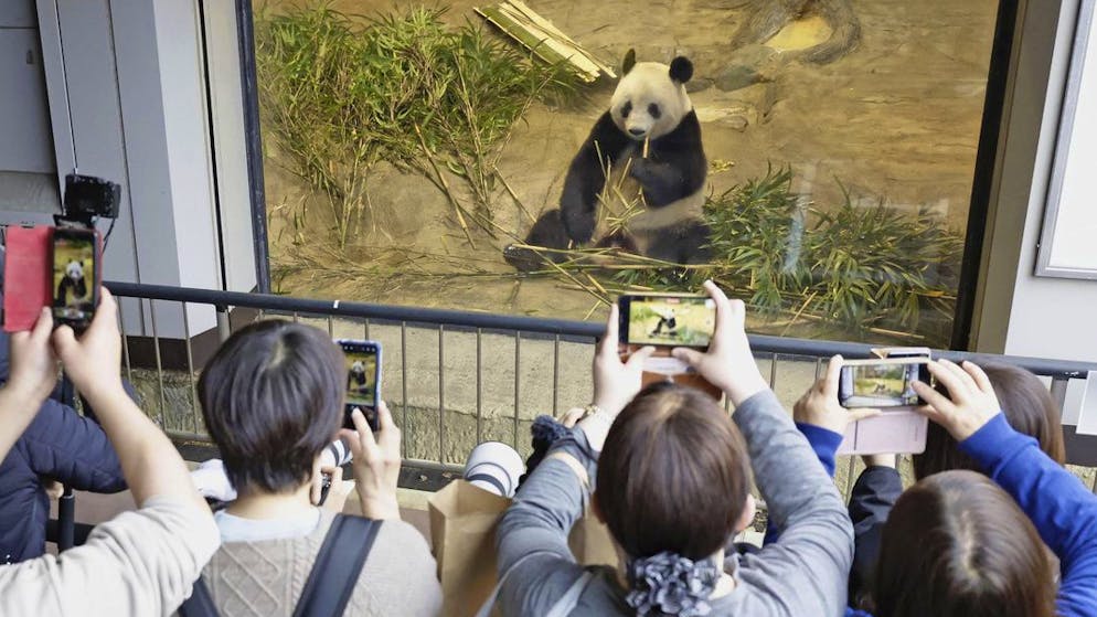 Xiang Xiang wird im Ueno-Zoo in Tokio stark vermisst werden.
