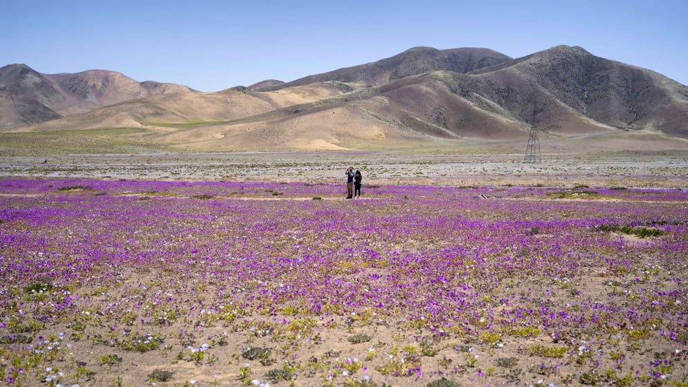 Rekordhitze wegen Klimakrise. Südamerika schwitzt bei knapp 39 Grad – mitten im Winter