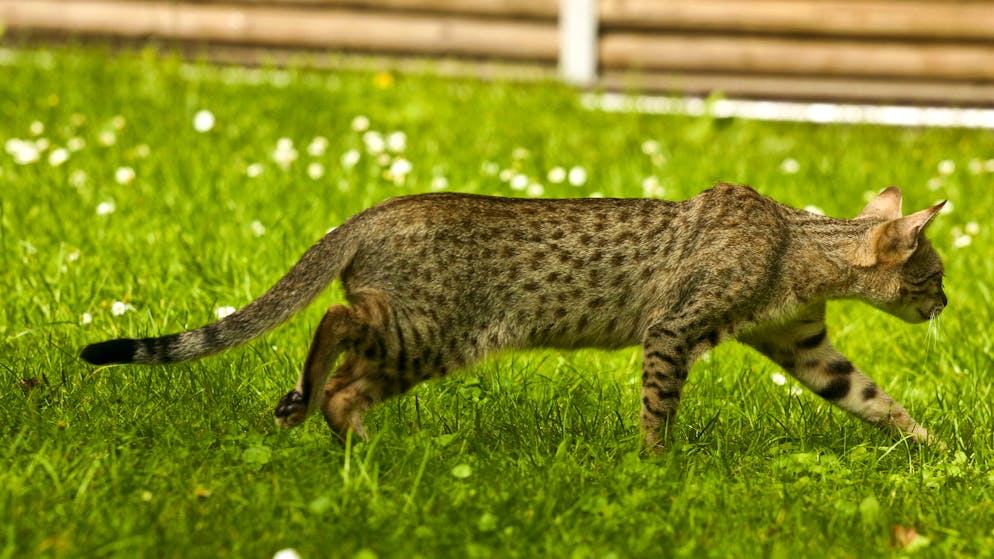 Bengal- und Savannah-Katze. Auch die Savannah-Katze ähnelt einer Wildkatze.