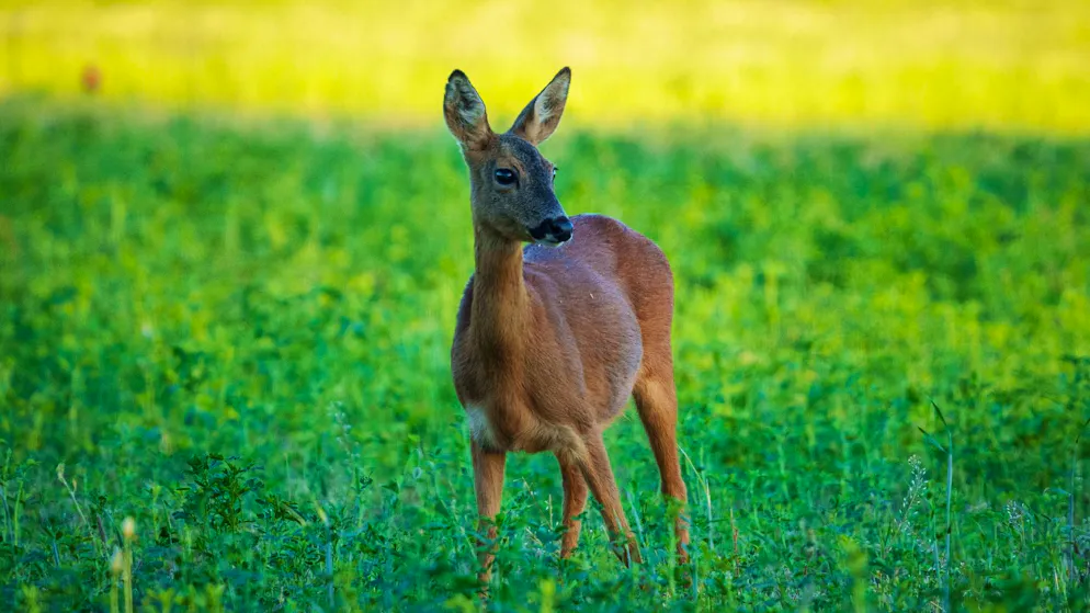 Reh totgebissen. Halter kommt Attacke seines Hundes teuer zu stehen