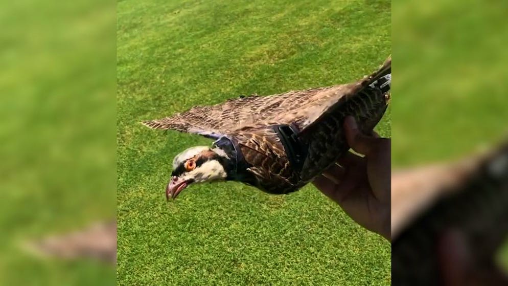 Cyborgs in den Wolken. Drohnen aus ausgestopften Vögeln könnten dich bald ausspionieren