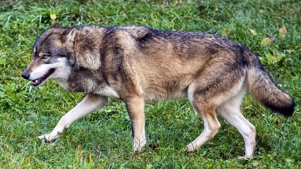 Ein Wolf im Tierpark Goldau SZ. In der Freiheit soll es Isegrim nach Plänen des Bundesrates an den Kragen gehen. (Archivbild)