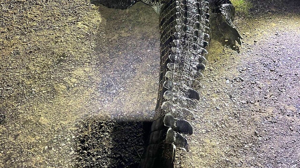 A supplied image of a 4.2m crocodile that attacked a man and ate a dog in Bloomfield, Queensland, Thursday, February 23, 2023.  A large crocodile that was deemed an "unacceptable risk" to humans after an attack on a man in Queensland has been shot by rangers. (AAP Image/Supplied by Queensland Department of Environment and Science) NO ARCHIVING, EDITORIAL USE ONLY