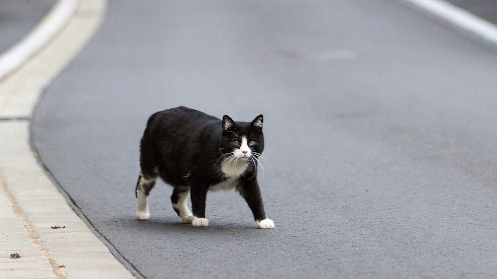 Eine Katze wurde auf einer Landstrasse überfahren – und das von zwei Autos nacheinander (Symbolbild).