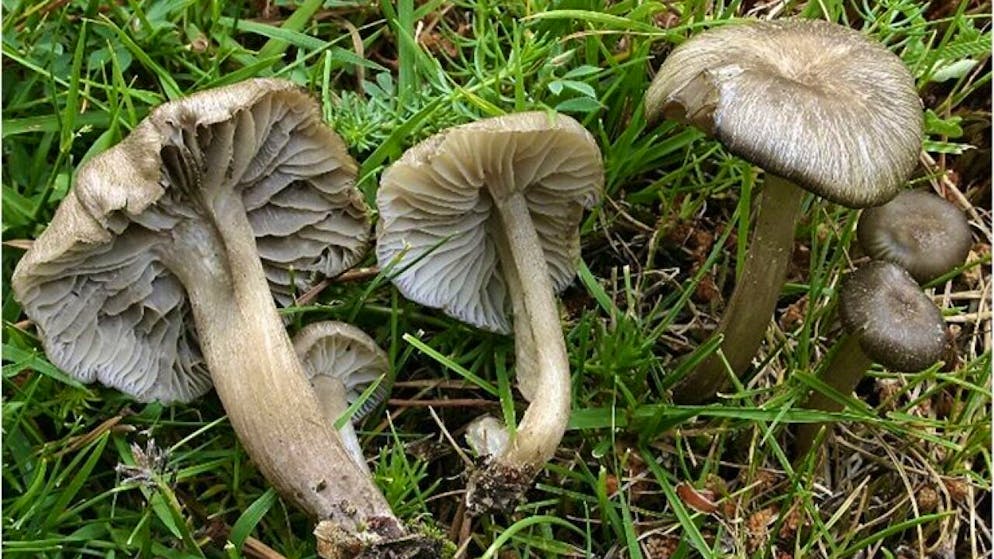 Sconosciuto fino all'anno scorso Un fungo «spagnolo» è la specie dell