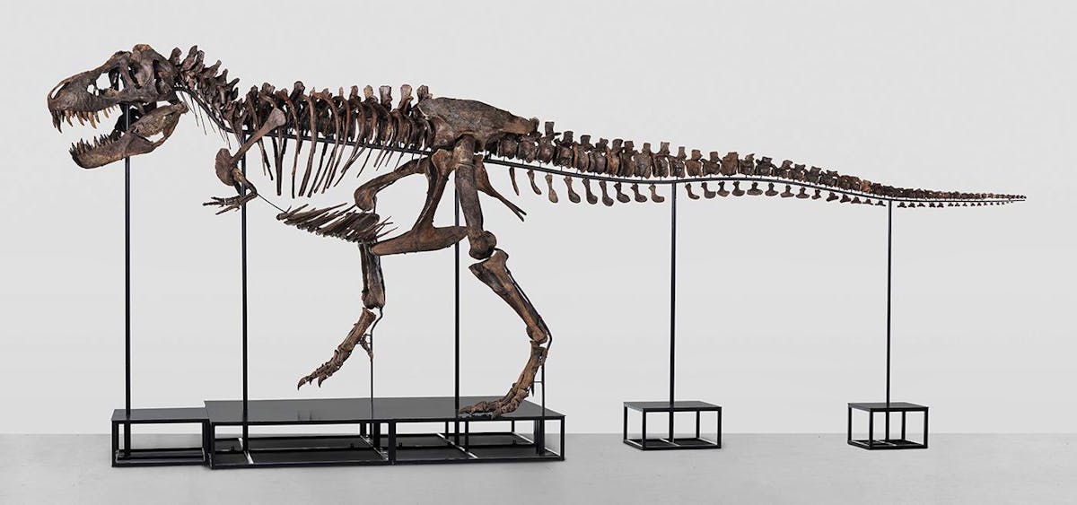 A magician is auctioning off the skeleton of a T-Rex in Zurich