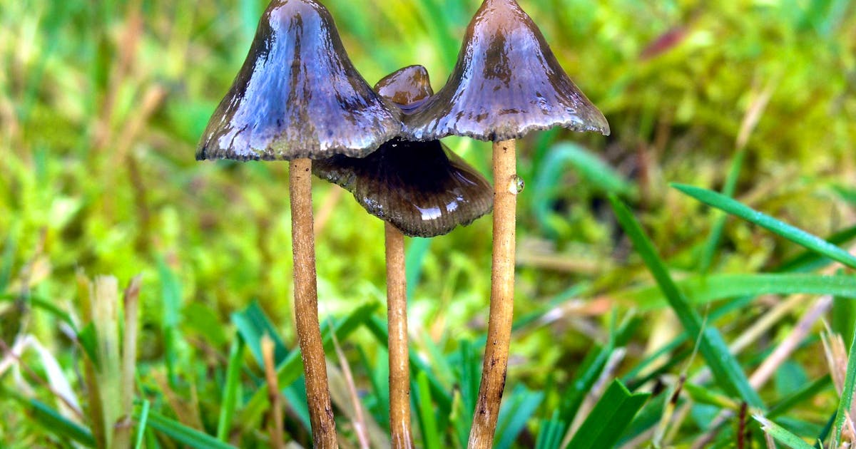 Wie «Magic Mushrooms» gegen psychische Krankheiten helfen