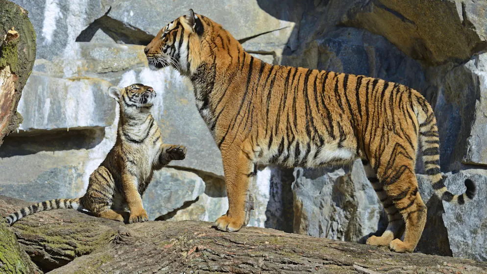 Sensation in Thailand. Ausgerottet geglaubte Tiger tappen in Fotofalle – samt Jungen