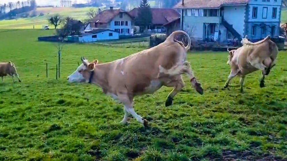 Muuuuuuh guet!. So bäumig freuen sich nur Kühe über den Frühling