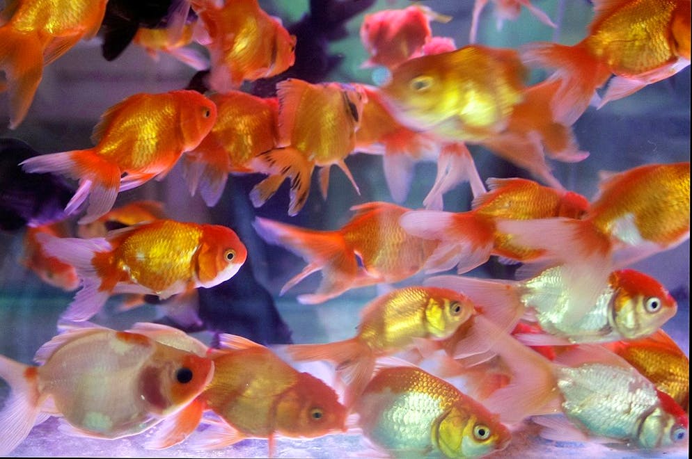 Goldfish are one of the most popular pets, but they tend to be larger than what we see in pet stores (illustrative image).