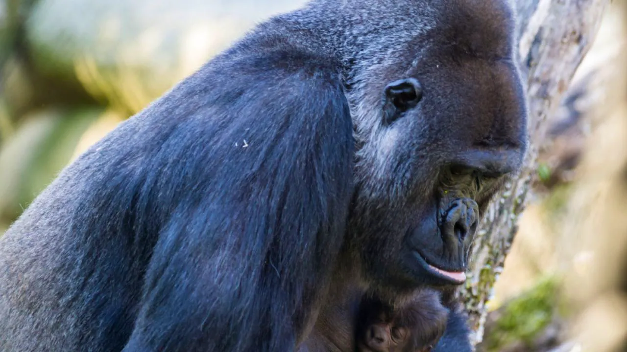 Tierwelt. Gorilla im Zoo Basel mutmasslich an Fuchsbandwurm gestorben