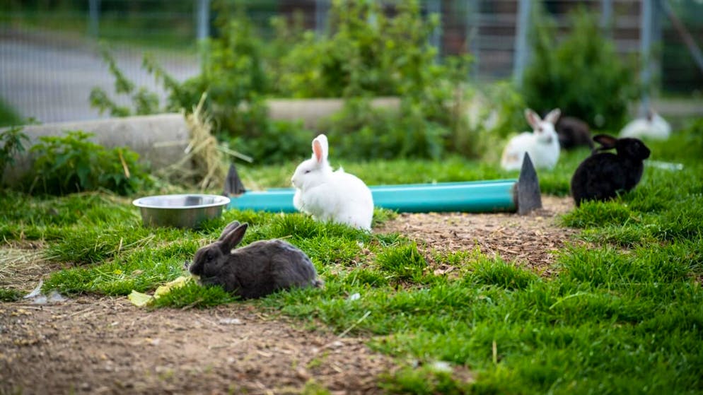 Les lapins ont besoin d'un enclos en extérieur d'au moins 10m2.