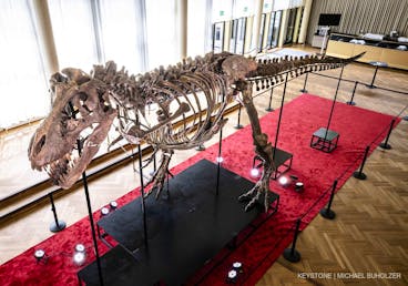 The skeleton of a Tyrannosaurus rex named Trinity, is displayed during a preview by auction house Koller at the Tonhalle Zurich concert hall, on Wednesday, March 29, 2023 in Zurich, Switzerland. The 11.6 meter long, 3.9 meter high and 67 million year old T-Rex skeleton was assembled from three specimens excavated from 2008 to 2013 in the Hell Creek and Lance Creek formations in the U.S. states of Montana and Wyoming. (KEYSTONE/Michael Buholzer)