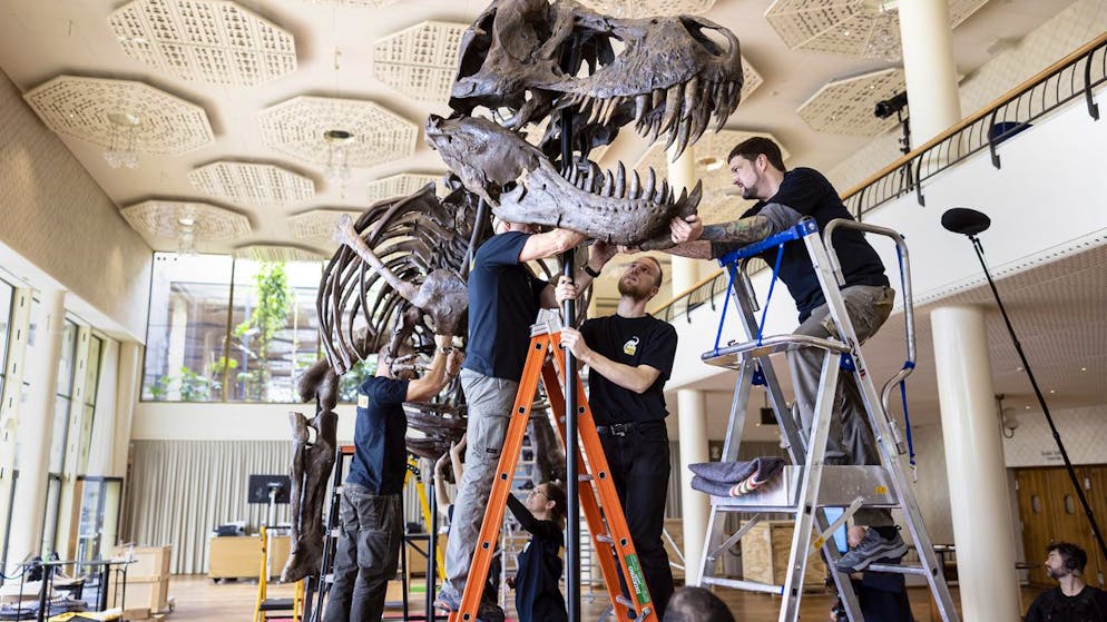Zürich. Auktionshaus versteigert T-Rex-Skelett fürs Wohnzimmer