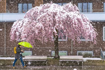 Une personne marche sous un cerisier du Japon dont les fleurs sont recouvertes de neige suite aux fortes chutes de neige, jusqu'en plaine, photographiees ce jeudi 4 avril 2019, a Fribourg. (KEYSTONE/Adrien Perritaz)