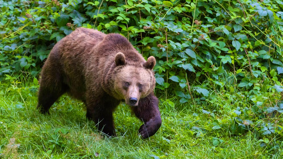 Trentino. Braunbärin «JJ4» hat Andrea P. getötet