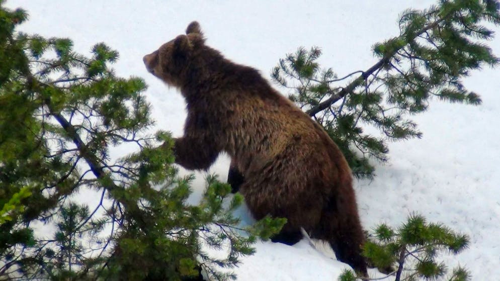 In der Schweiz werden Bären geschossen, wenn sie ihre Scheu vor Menschen verloren haben. So auch M13, hier 2012 im Engadin, der 2013 im Puschlav erlegt wurde.