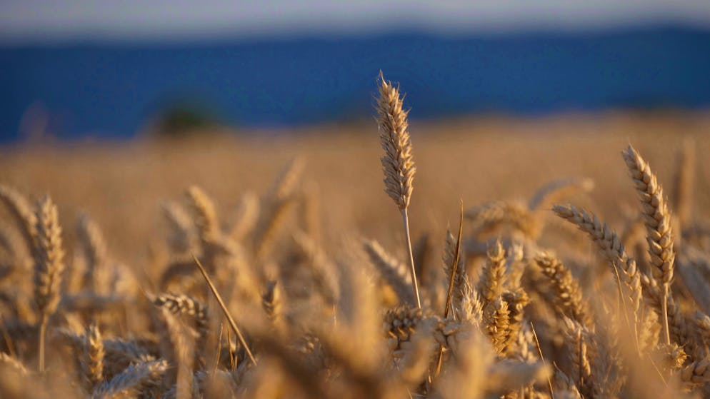 After the Polish import ban on grain and other agricultural products from Ukraine, there is now an agreement: grain from Ukraine can be exported overland via Poland, but only as transit goods.  The government in Warsaw reacted to protests by farmers who felt pressured by cheap imports.