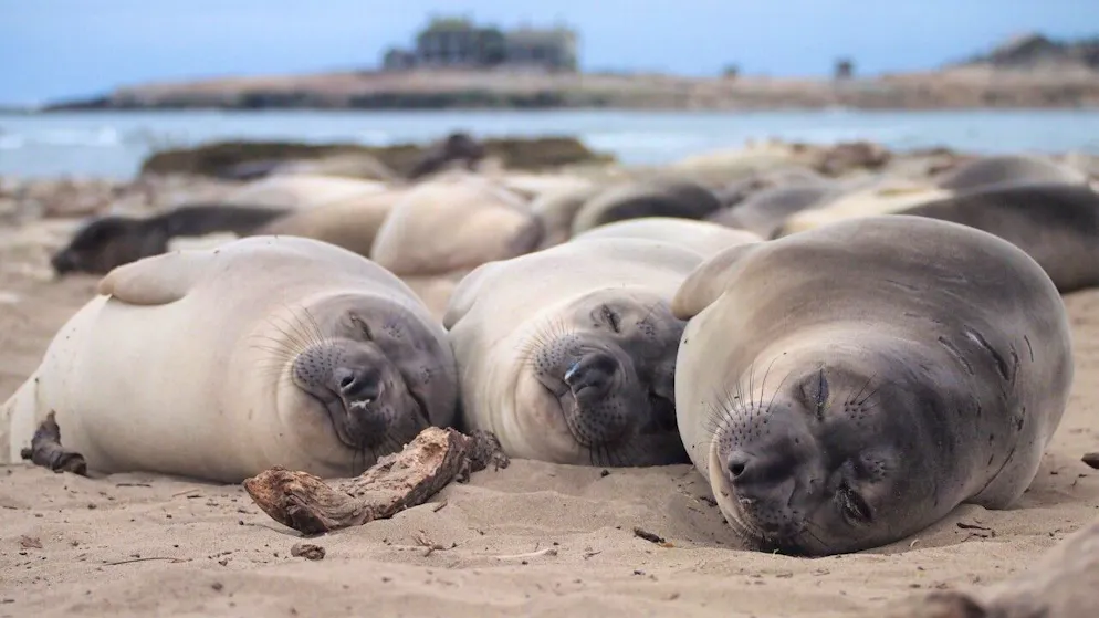 See-Elefanten schlafen etwa zehn Stunden am Tag am Strand, aber nur zwei Stunden während der monatelangen Futtersuche auf See.