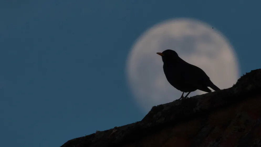 Spiegelfechter. Wie eine Amsel mir eine Lektion in Demut erteilte