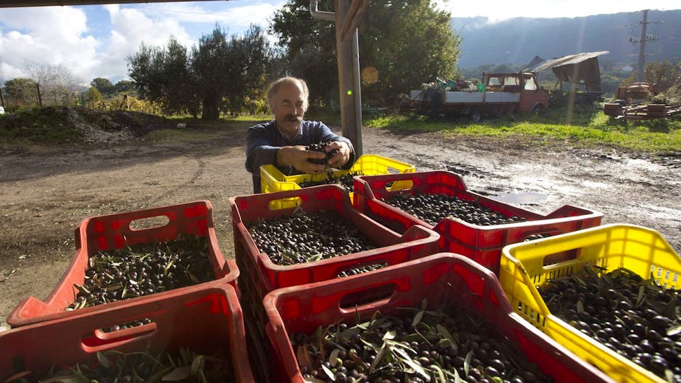 Half of the imported olive oil comes from Italy.