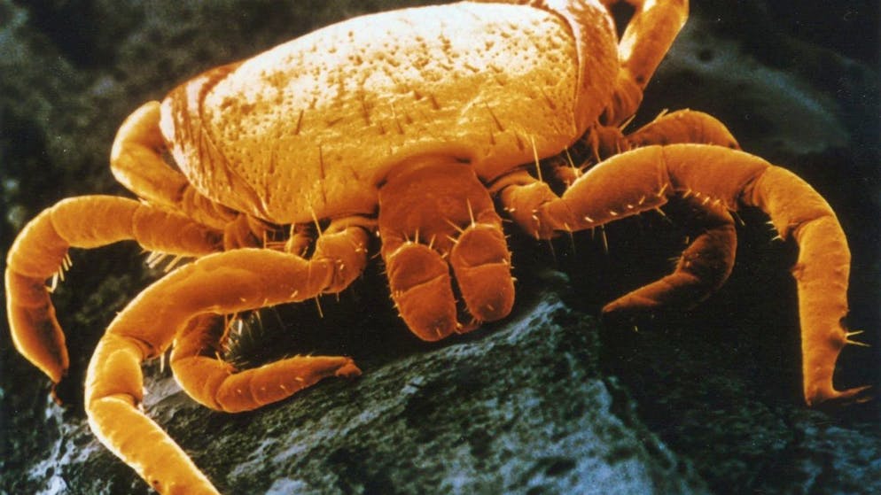 Eine Zecke unter dem Elektronenmikroskop: Mit wärmeren Temperaturen legen sich die Spinnentiere auf die Lauer. 