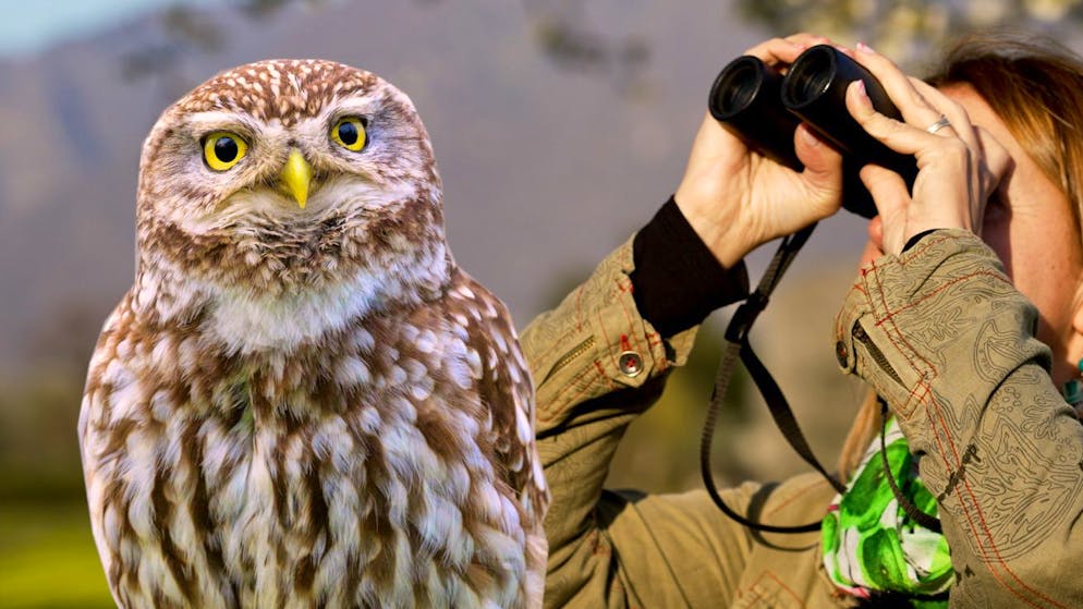 Bedrohte Art. Auf den Spuren der letzten Steinkäuze der Schweiz