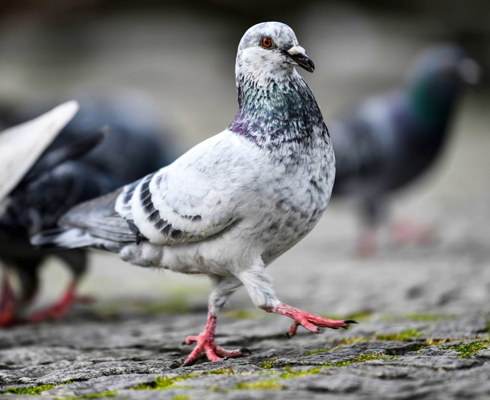 Pigeons can also be infected with psittacosis.