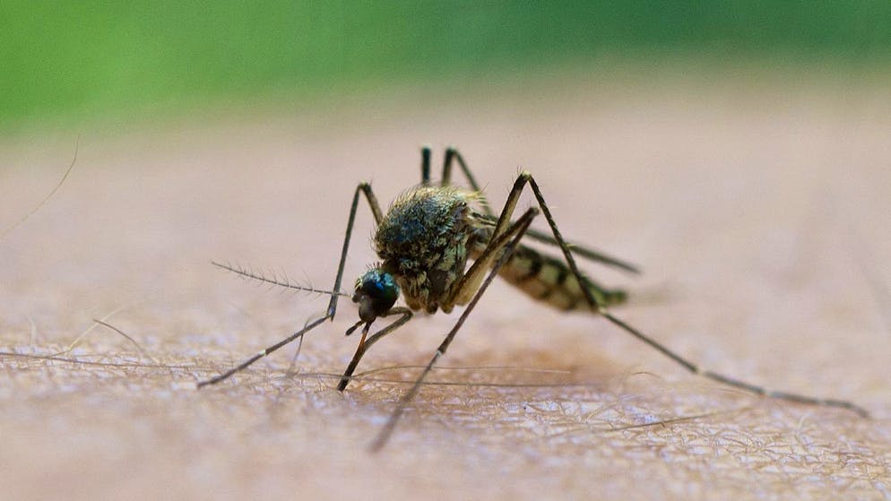 Von nasskalt zu sonnig-warm. Kommt mit dem Sommer auch die Mückenplage?