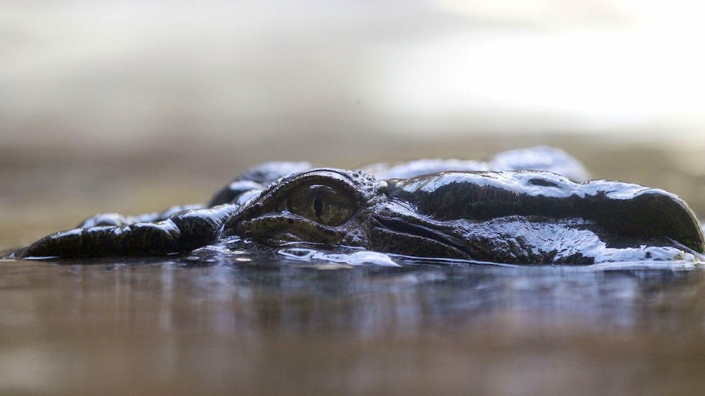 «Ziemlich grosses Festmahl». Problemkrokodil in Australien gefangen und verspeist