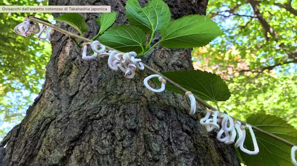 Takahashia japonica discovered in Ticino.  Cottony brood sacs of Takahashia japonica.