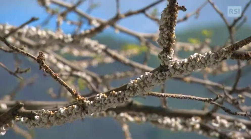 Takahashia japonica discovered in Ticino.  These branches in Brissago TI need cutting: they are infested with Takahashia japonica.