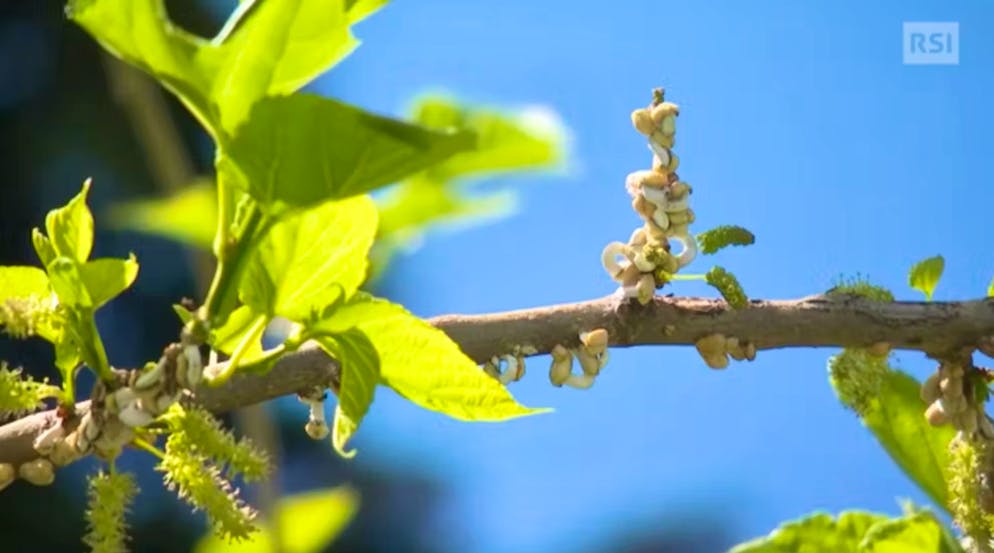 Takahashia japonica discovered in Ticino.  The pest was first detected in Switzerland.