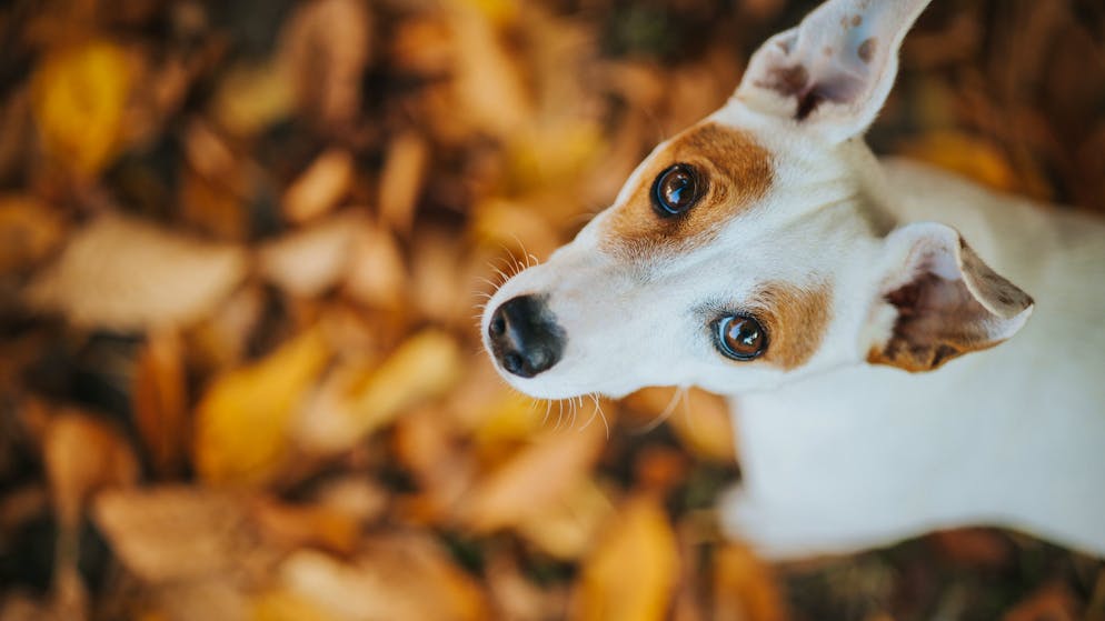 Re Carlo ne ha 2. I jack russell sono i nuovi cani preferiti dei reali britannici