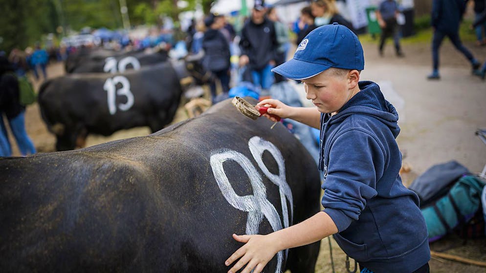 "La mia regina d'estate" permette a chiunque sia interessato di scegliere una mucca di Hérens - le cui fotografie sono visionabili sul sito edelalp.ch - e di sponsorizzarla per l'intera estate 2023. (Foto d'archivio)