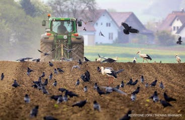 01.05.2023, Baden-Württemberg, Riedlingen: Ein Landwirt bearbeitet sein Feld, während zahlreiche Störche, Tauben und Krähen auf dem Feld nach Nahrung suchen. Foto: Thomas Warnack/dpa +++ dpa-Bildfunk +++ (KEYSTONE/DPA/Thomas Warnack)