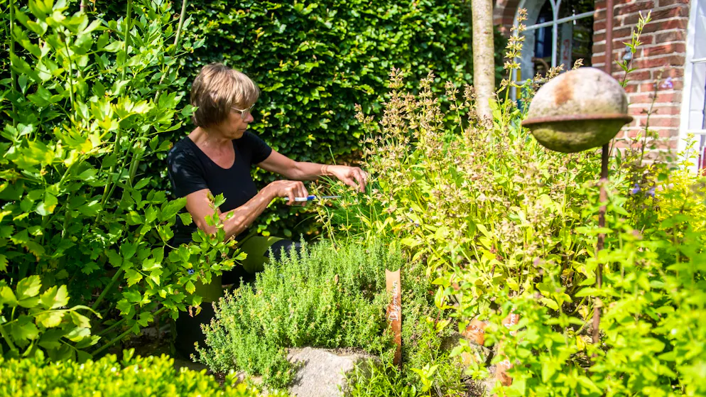 Dein Garten kann vom Kartoffelwasser profitieren. 