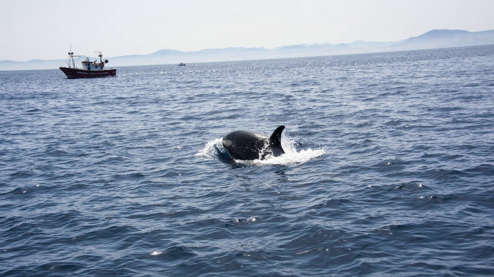 Boote versenkt. Ist ein einzelnes Orca-Weibchen für die Attacken verantwortlich?