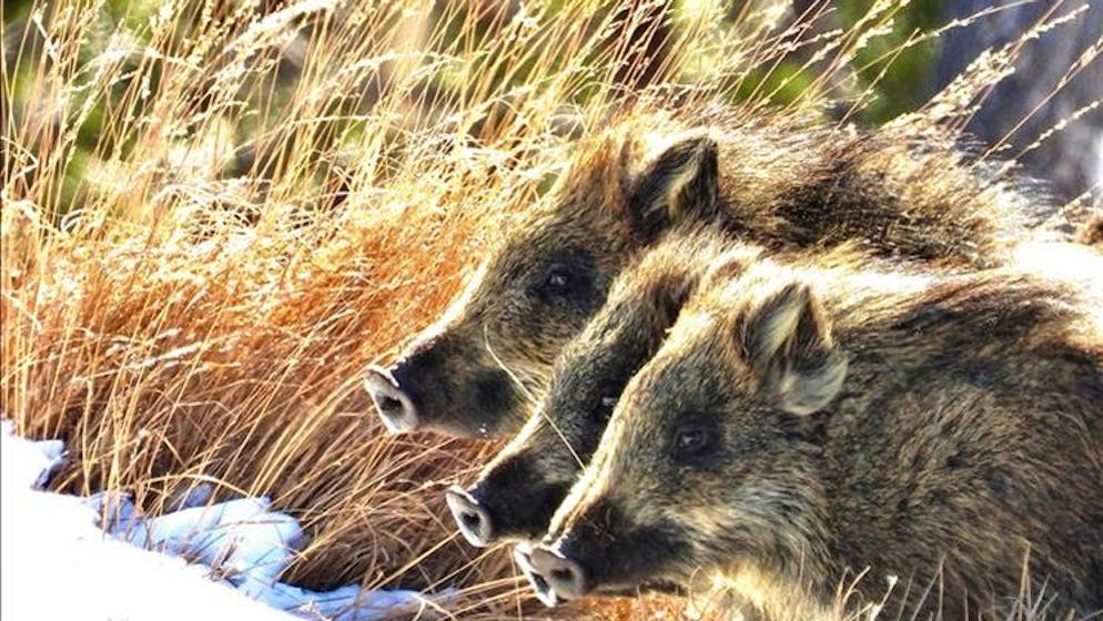 Arte venatoria. In Ticino si apre la caccia estiva ai cinghiali, anche per paura della peste suina