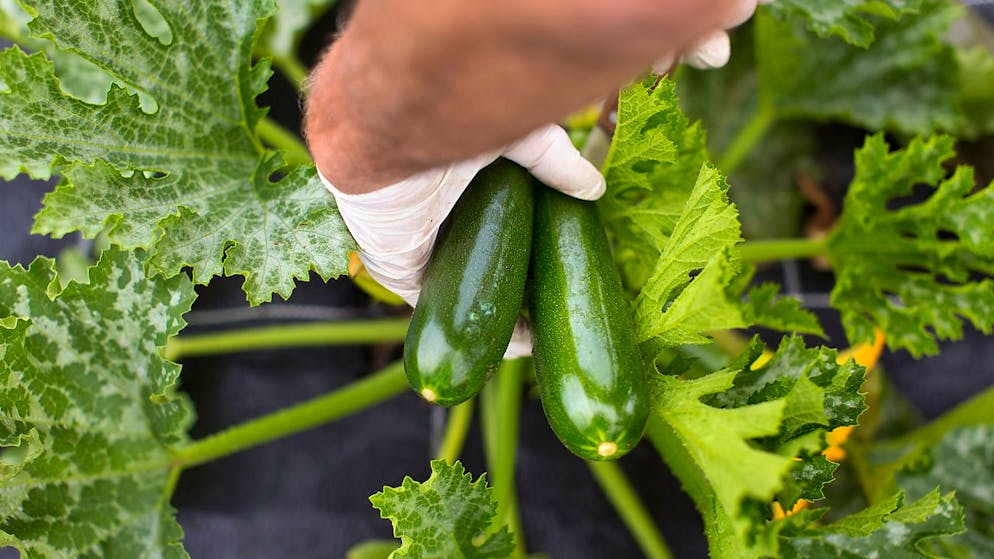 Les légumes pourront être vendus même s'ils présentent de légers défauts optiques (image d'illustration).