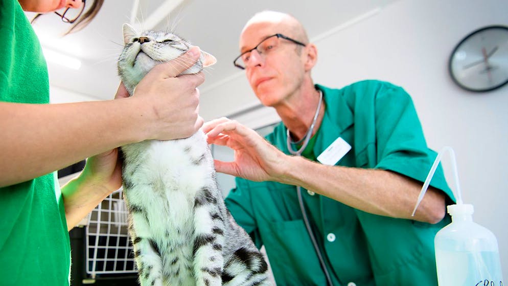 Le secteur des produits pharmaceutiques pour animaux "devrait bénéficier de nombreux moteurs de croissance à long terme. (Archives)