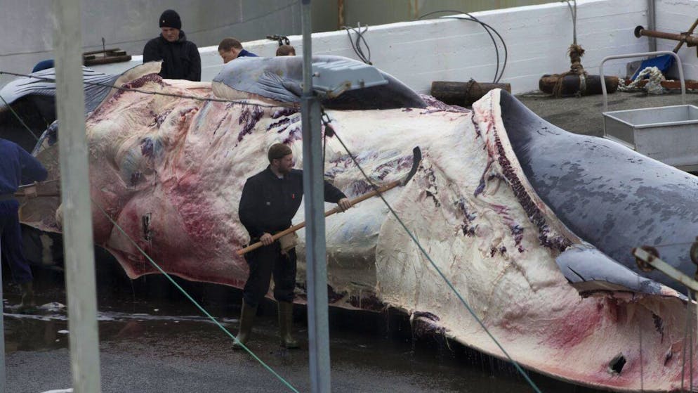 Les 18-29 ans sont les plus opposés à la chasse à la baleine, alors que les plus de 60 ans la soutiennent. Les hommes et les habitants des campagnes y sont globalement plus favorables que les femmes et les urbains.