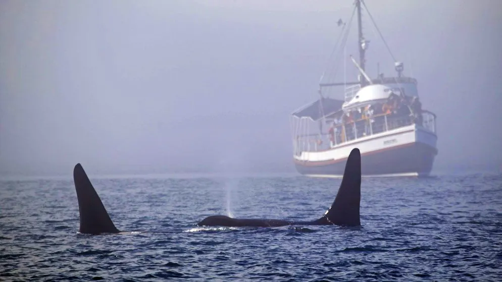 Dutzende Angriffe auf Boote. Forscher rätseln weiter über Motivation der Orcas