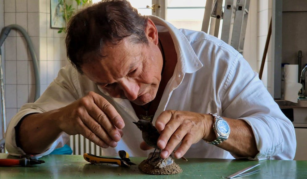 Martin Zimmerli prépare un rougequeue noir.