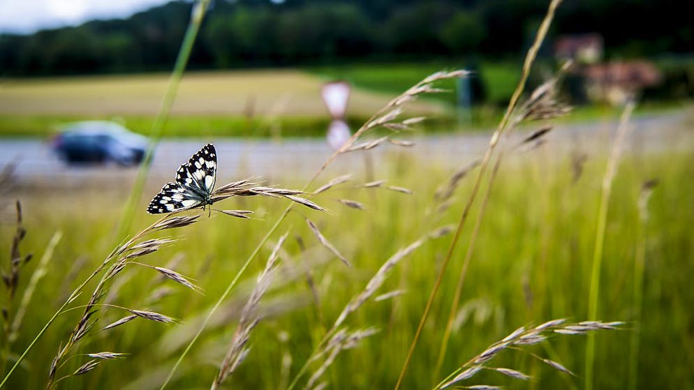 Estimant qu'il faut protéger la biodiversité, mais que l'initiative va trop loin, le Conseil fédéral a élaboré un contre-projet indirect (image d'illustration).