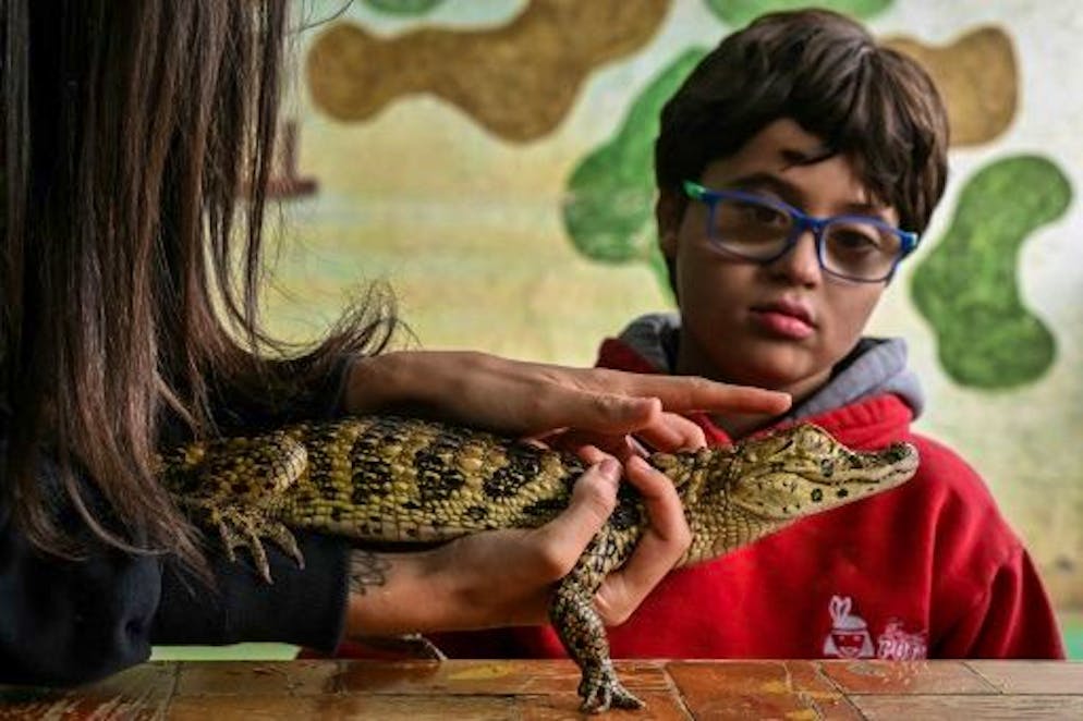 Au Brésil, des reptiles s'invitent en thérapie - Gallery. Gabriel Pinheiro assiste à une séance de thérapie avec des reptiles à la Walking Equotherapy Clinic de Sao Paulo, au Brésil, le 30 mai 2023